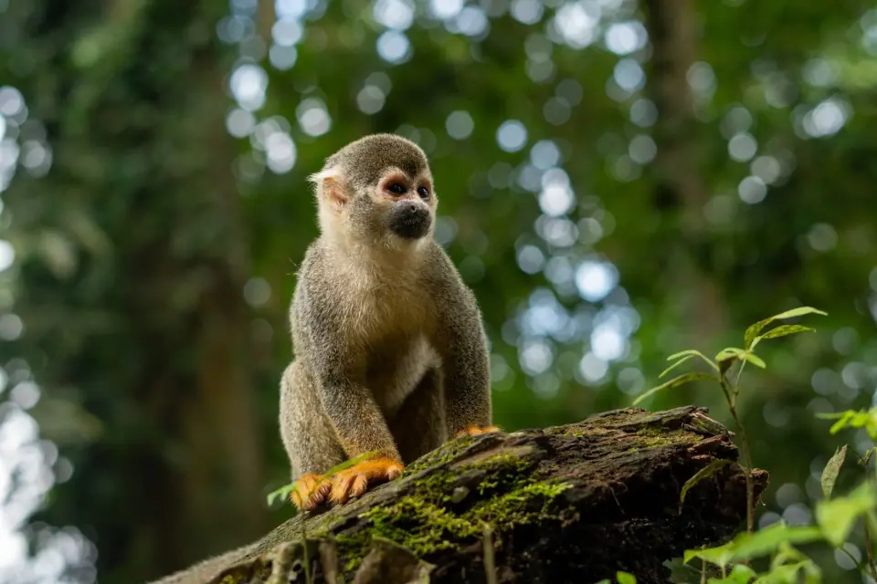 Fauna selvatica e immersione più profonda nell'Amazzonia in tour più lunghi
